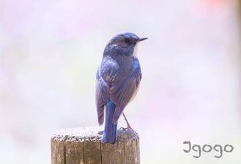 Red-flanked Bluetail 茨城県 Fri, 3/22/2024