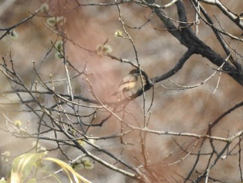 Bull-headed Shrike 道南四季の杜公園 Sun, 4/14/2024