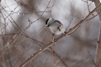 ハシブトガラ 旭山記念公園 2024年3月30日(土)