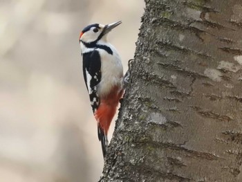 Great Spotted Woodpecker(japonicus) 道南四季の杜公園 Sun, 4/14/2024