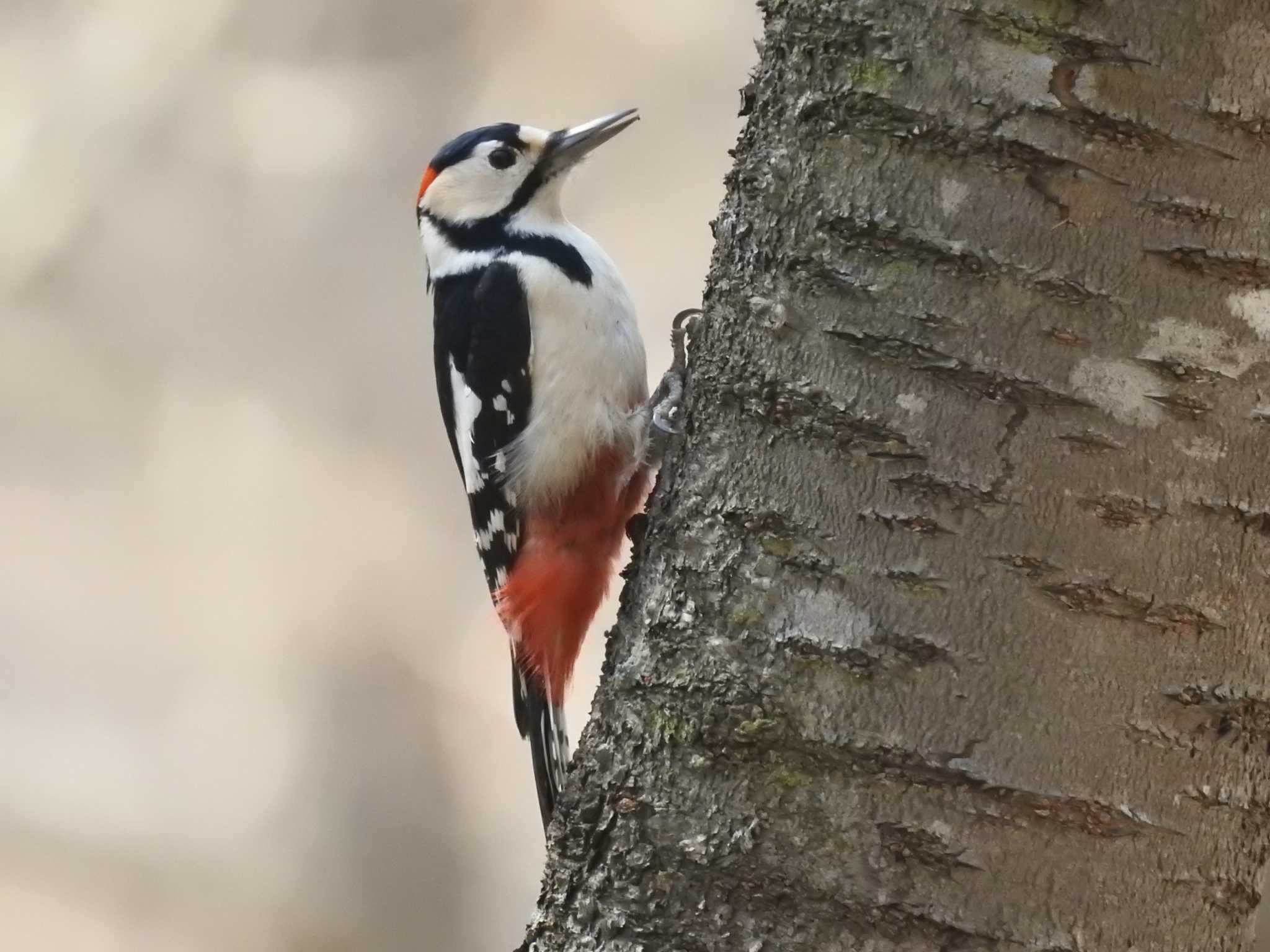 Photo of Great Spotted Woodpecker(japonicus) at 道南四季の杜公園 by ライ
