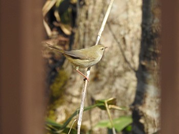 Japanese Bush Warbler 道南四季の杜公園 Sun, 4/14/2024