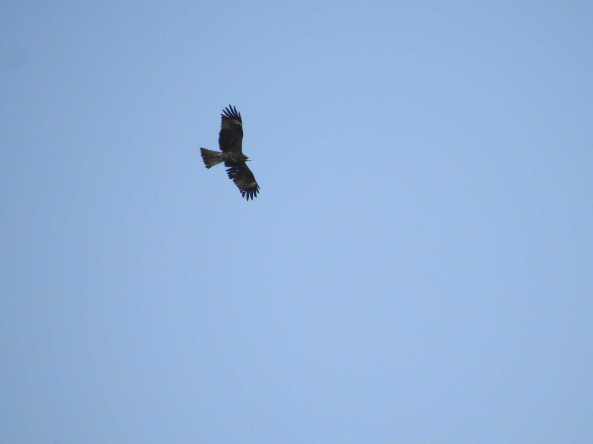 Photo of Black Kite at 道南四季の杜公園 by ライ