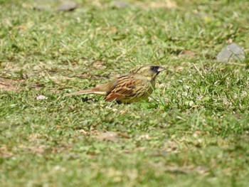 Masked Bunting 道南四季の杜公園 Sun, 4/14/2024