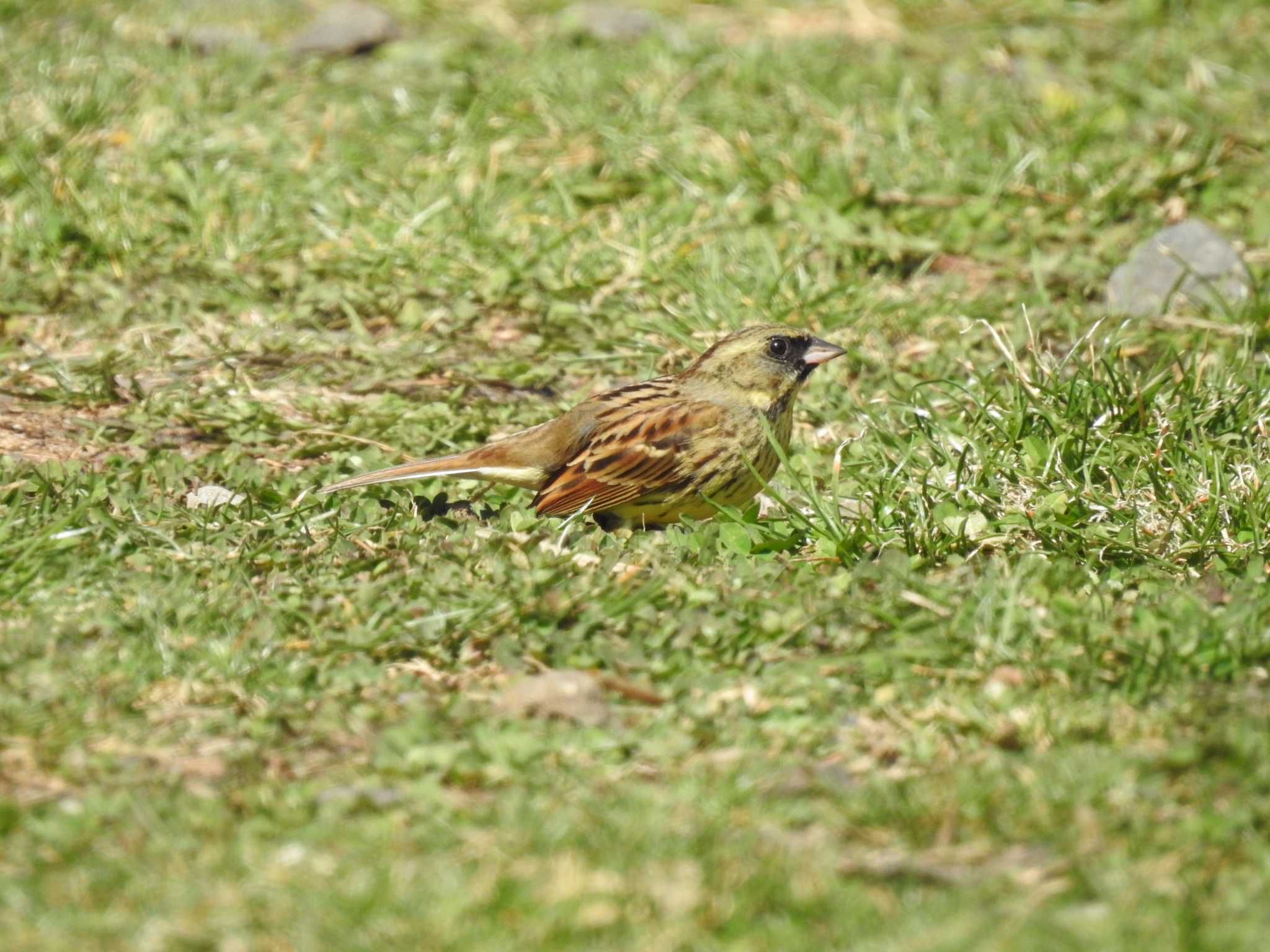 Masked Bunting