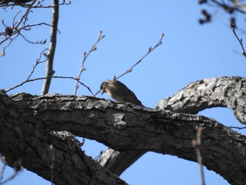 Grey-capped Greenfinch 道南四季の杜公園 Sun, 4/14/2024