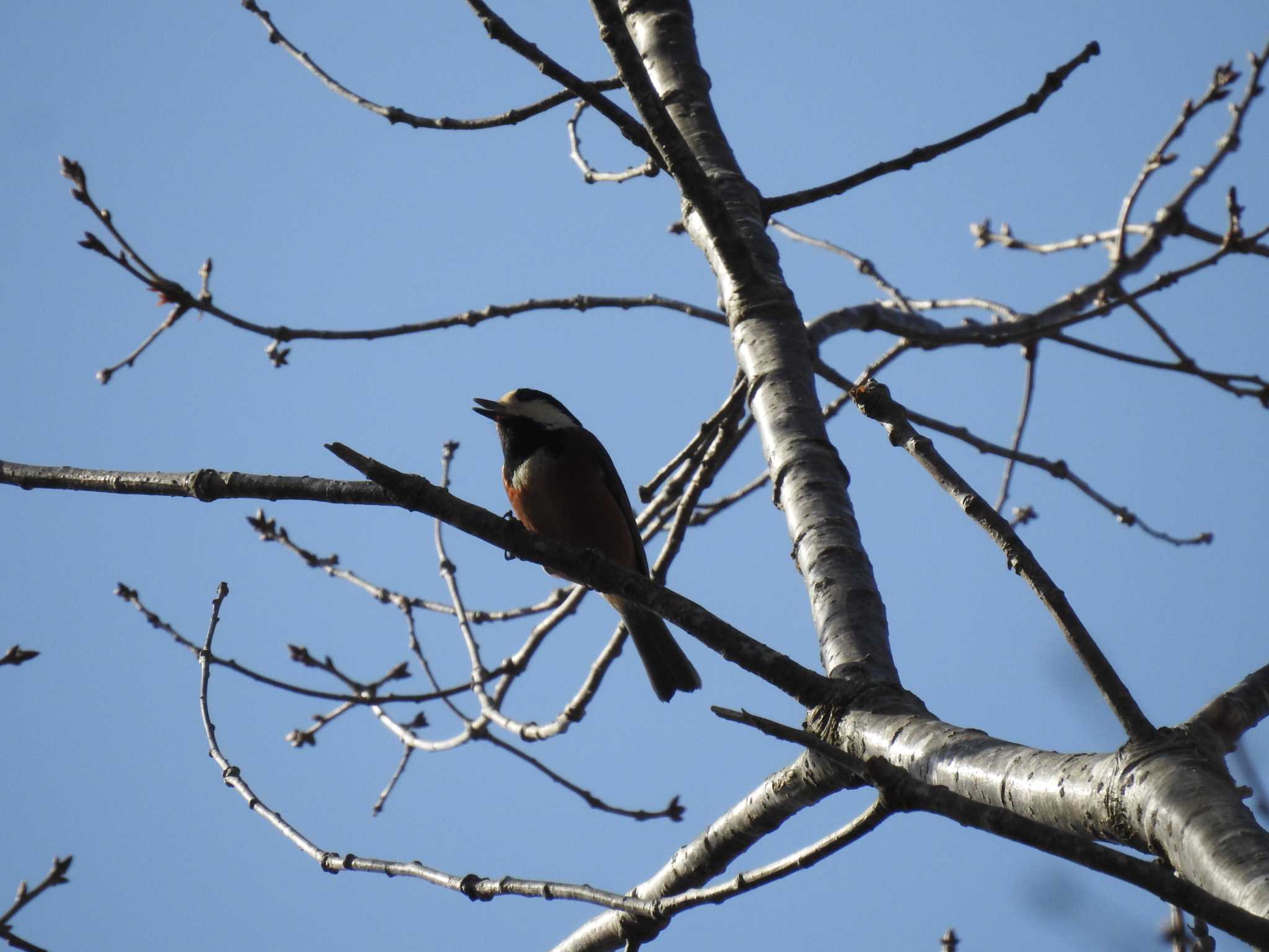 Varied Tit