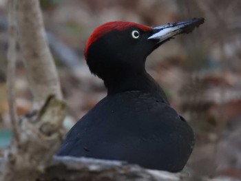 Black Woodpecker 道南四季の杜公園 Sun, 4/14/2024