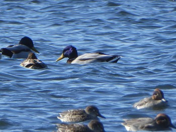 2018年12月24日(月) 多摩川二ヶ領上河原堰の野鳥観察記録