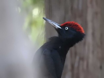 2024年4月14日(日) 道南四季の杜公園の野鳥観察記録