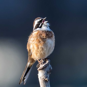 Meadow Bunting 宮城県仙台市 Sat, 4/13/2024