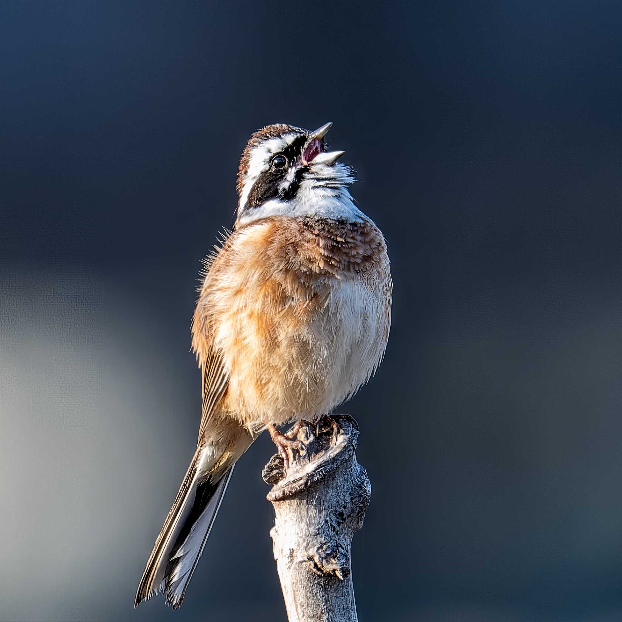 Photo of Meadow Bunting at 宮城県仙台市 by LeoLeoNya