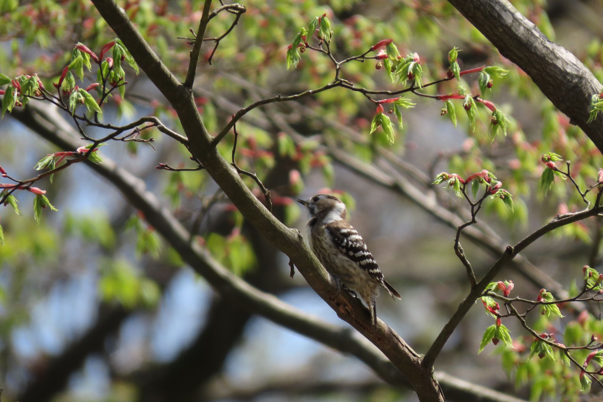 Photo of Japanese Pygmy Woodpecker at 石川県金沢市・卯辰山公園 by yossan1969