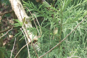 Sakhalin Leaf Warbler 石川県金沢市・卯辰山公園 Sun, 4/14/2024