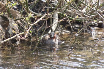 Little Grebe 石川県金沢市・浅野川 Sun, 4/14/2024