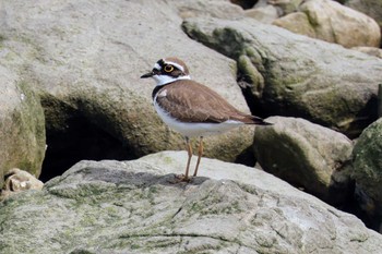 Little Ringed Plover 新木場緑道公園(東京都江東区) Sat, 4/13/2024