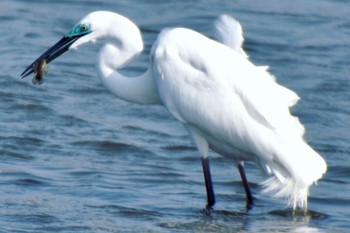 Great Egret Kasai Rinkai Park Sun, 4/14/2024