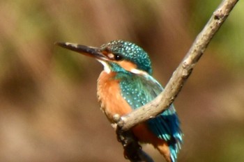 Common Kingfisher Kasai Rinkai Park Sun, 4/14/2024