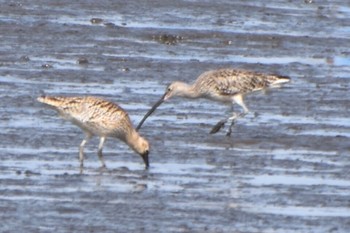 Far Eastern Curlew Kasai Rinkai Park Sun, 4/14/2024