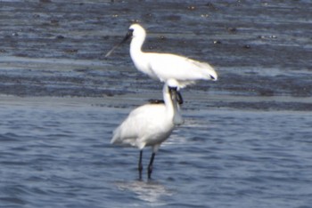 クロツラヘラサギ 葛西臨海公園 2024年4月14日(日)