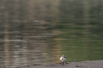 Little Ringed Plover Lake Kawaguchiko Sun, 4/14/2024