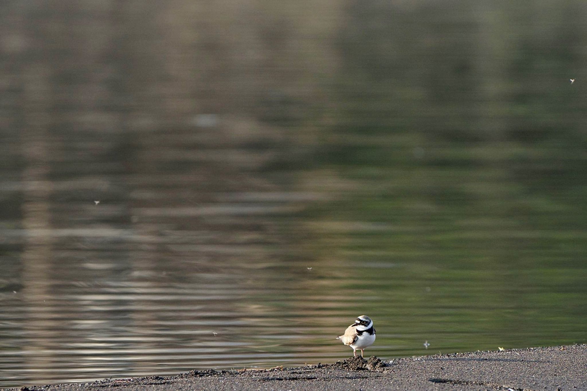 Photo of Little Ringed Plover at Lake Kawaguchiko by 關本 英樹