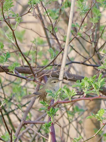 Japanese Bush Warbler Lake Kawaguchiko Sun, 4/14/2024