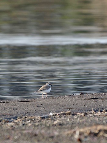 Little Ringed Plover Lake Kawaguchiko Sun, 4/14/2024