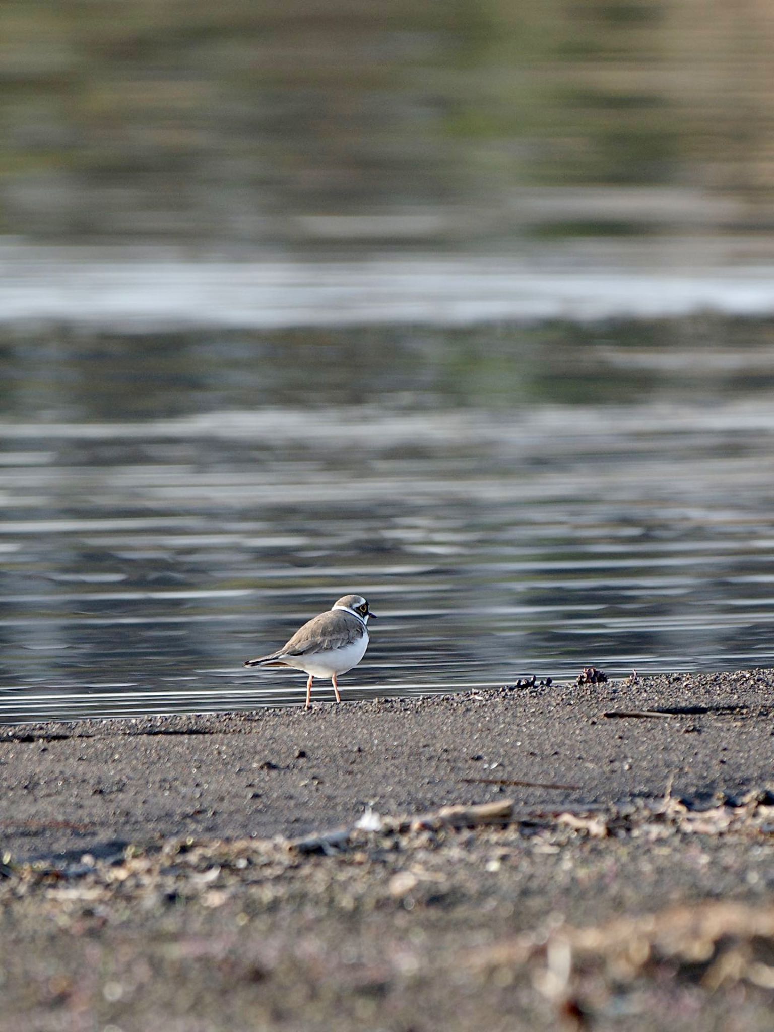 Photo of Little Ringed Plover at Lake Kawaguchiko by 關本 英樹