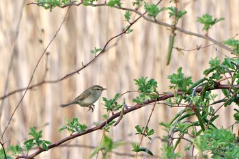 Japanese Bush Warbler Lake Kawaguchiko Sun, 4/14/2024