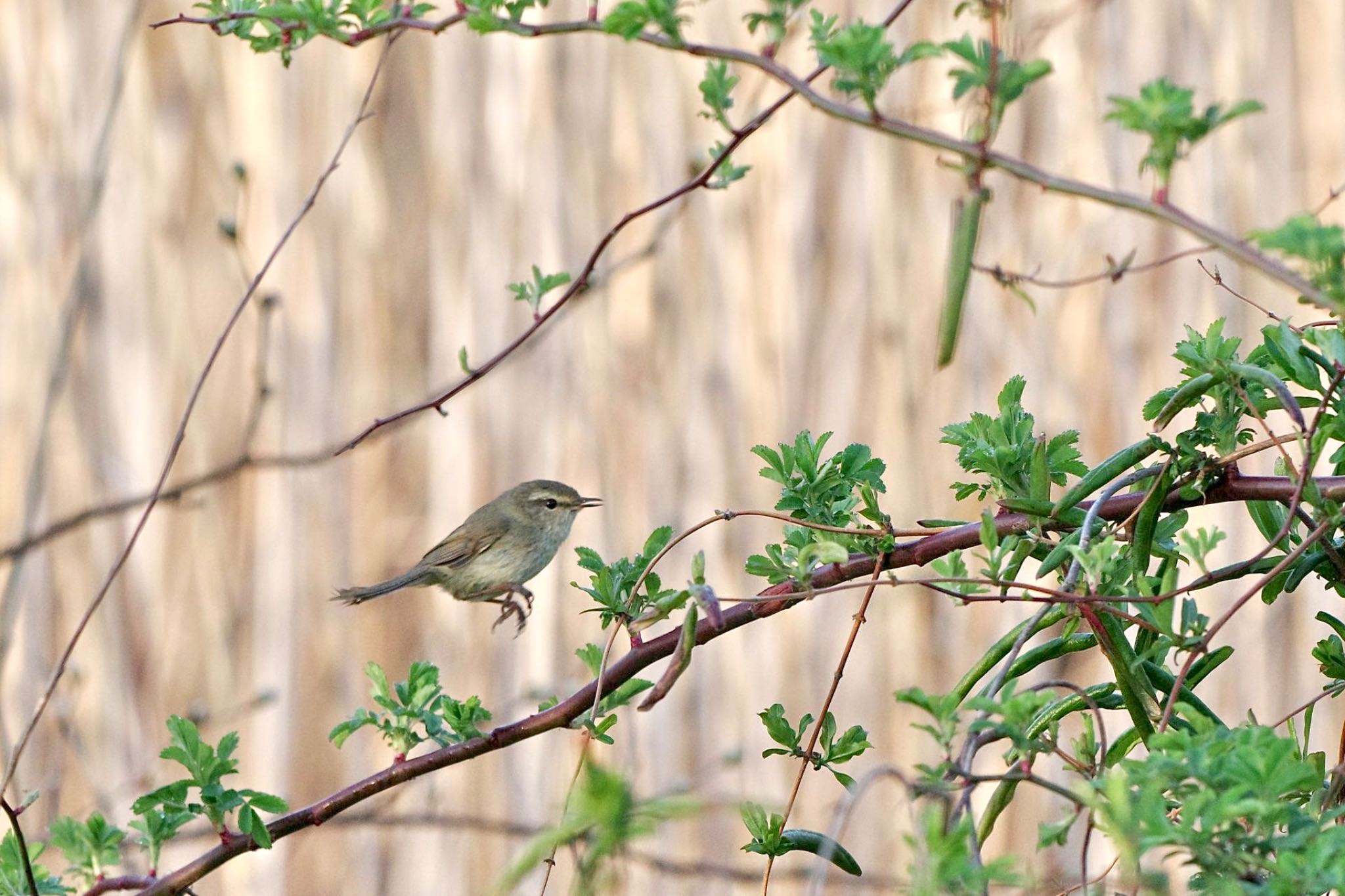 Photo of Japanese Bush Warbler at Lake Kawaguchiko by 關本 英樹