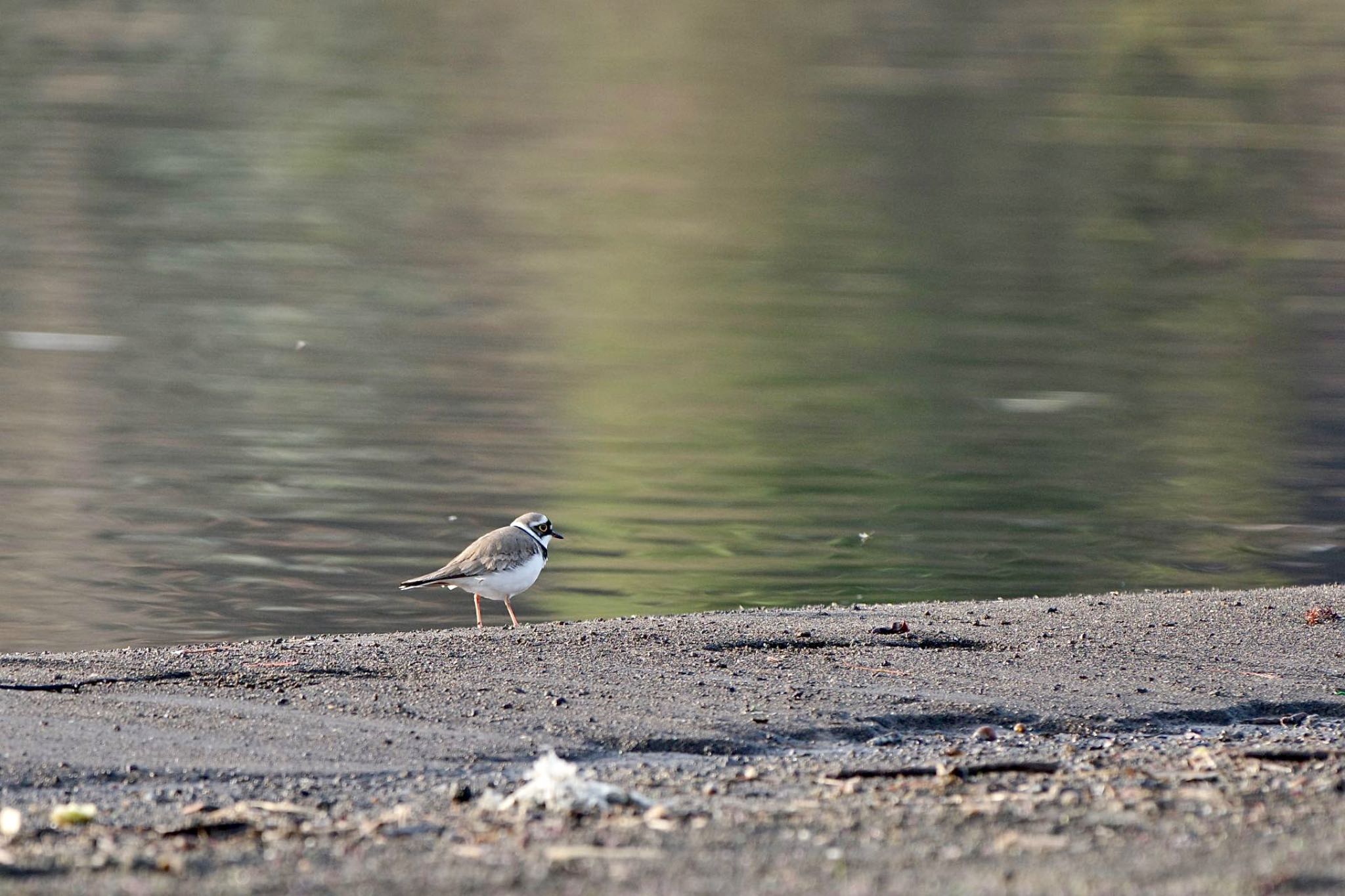 Photo of Little Ringed Plover at Lake Kawaguchiko by 關本 英樹