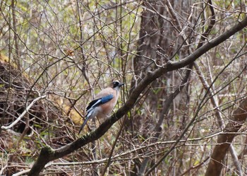 Eurasian Jay 伊香保 Sat, 4/13/2024