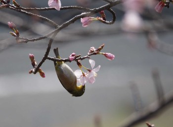 メジロ 秦野戸川公園 2024年4月7日(日)