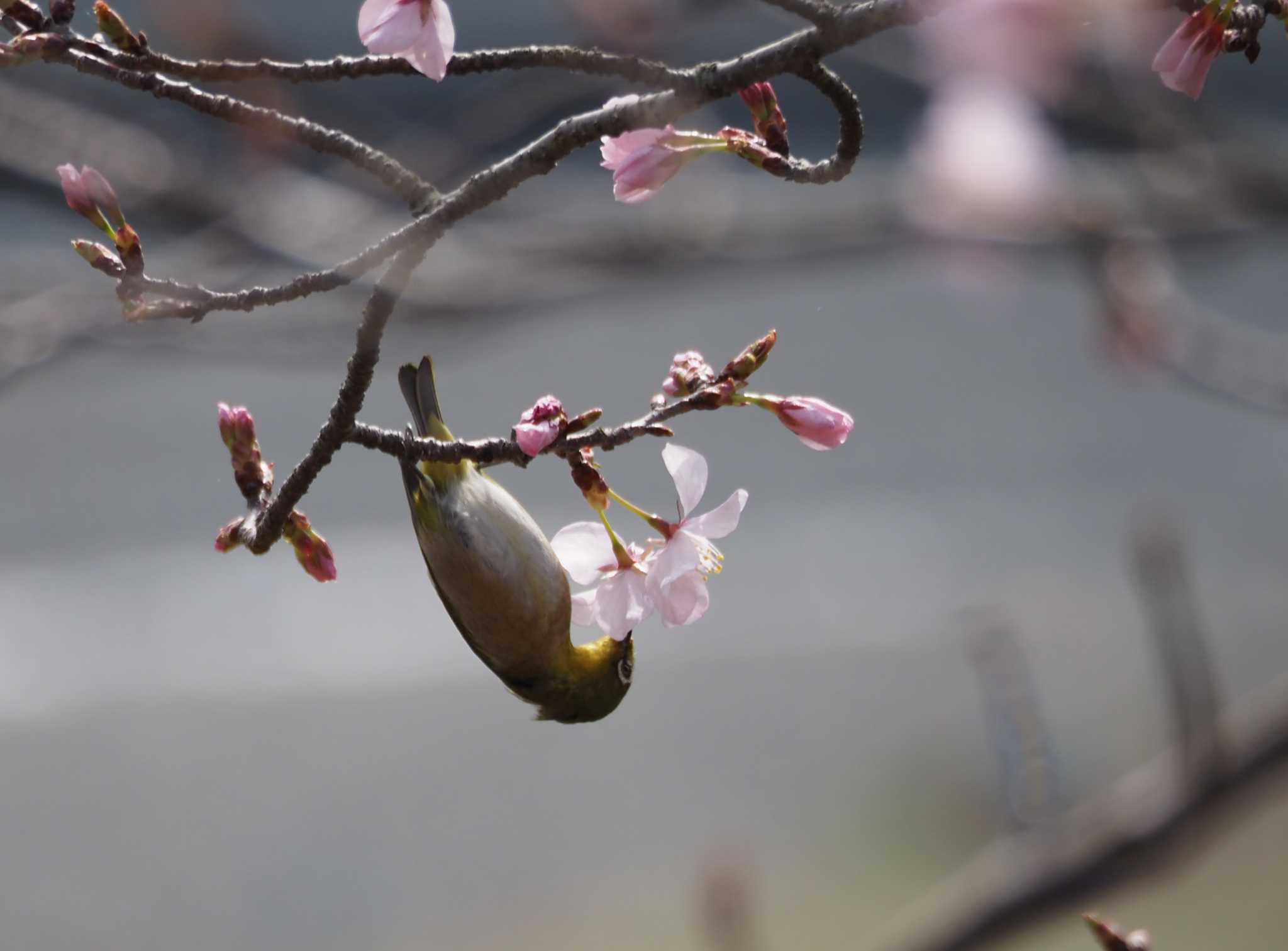 Photo of Warbling White-eye at 秦野戸川公園 by kameF22