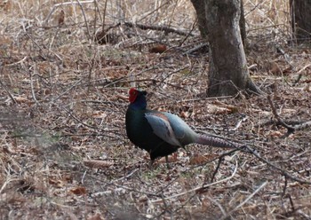 Green Pheasant 榛名湖 Sat, 4/13/2024