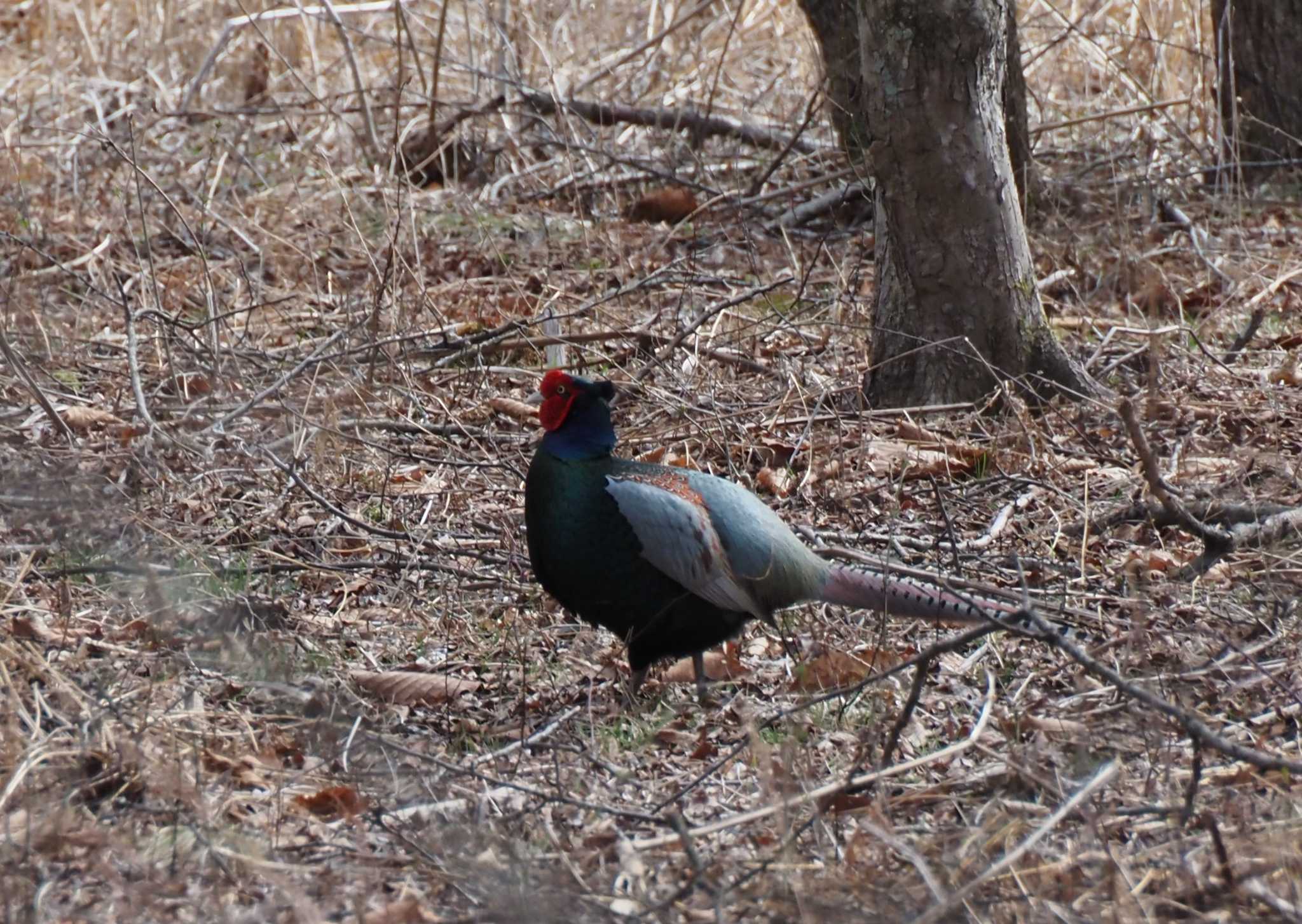 Photo of Green Pheasant at 榛名湖 by kameF22