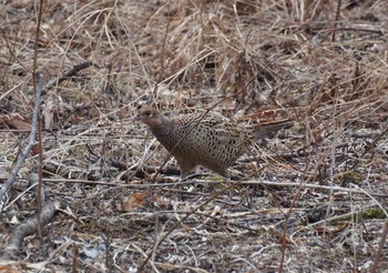 Green Pheasant 榛名湖 Sat, 4/13/2024