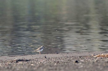 Little Ringed Plover Lake Kawaguchiko Sun, 4/14/2024