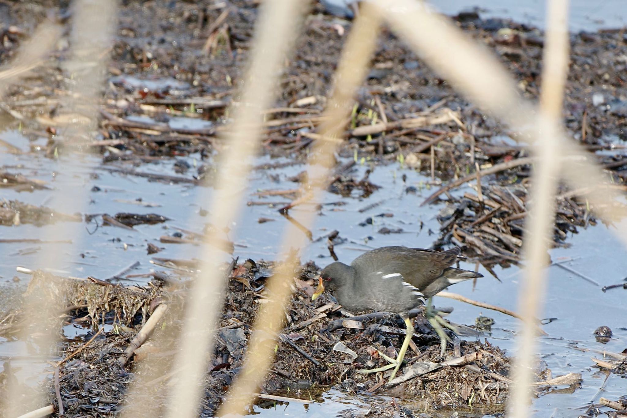 Photo of Common Moorhen at Lake Kawaguchiko by 關本 英樹