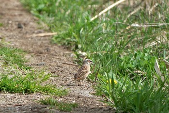 Meadow Bunting Lake Kawaguchiko Sat, 4/13/2024