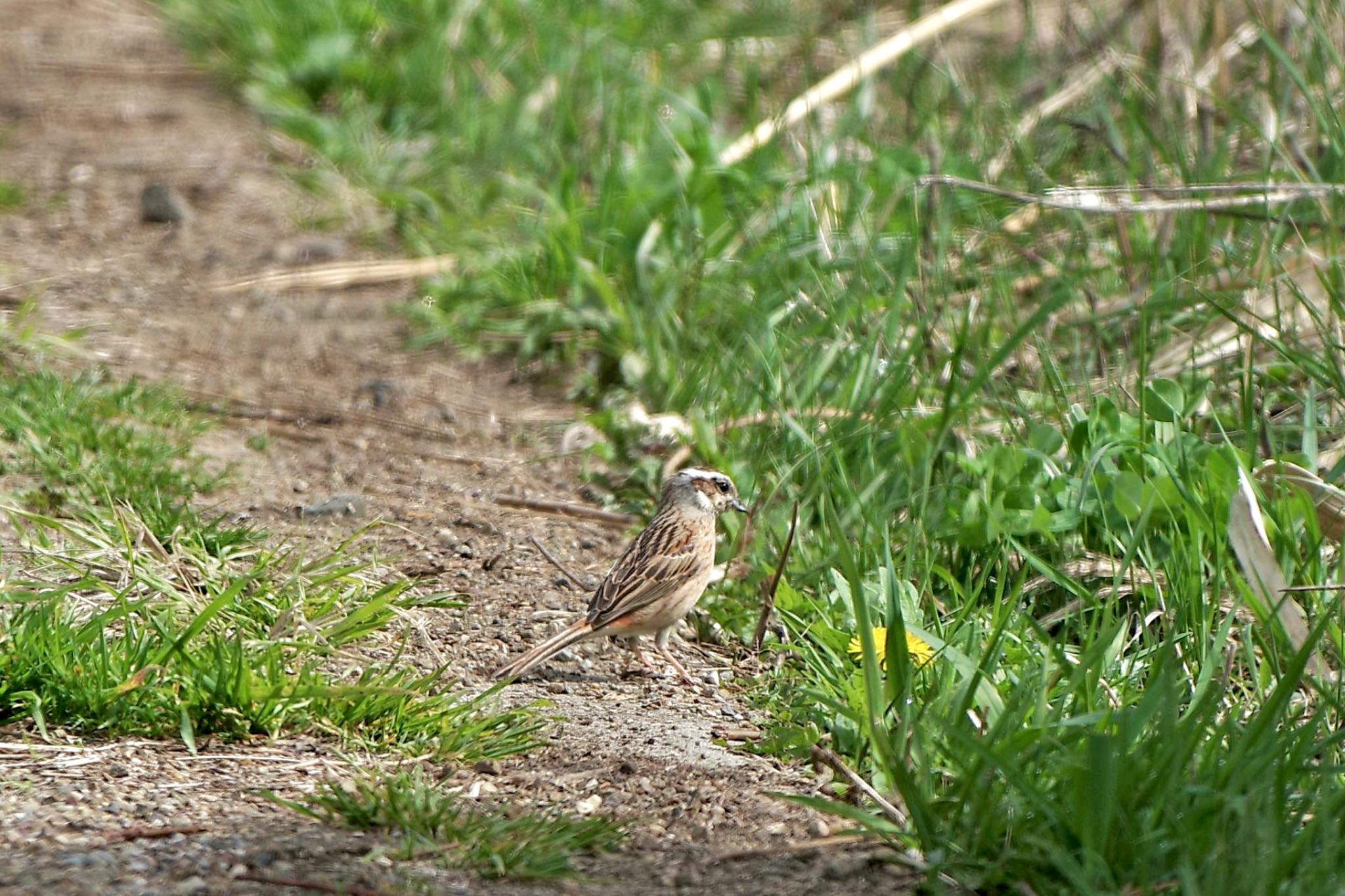 Photo of Meadow Bunting at Lake Kawaguchiko by 關本 英樹