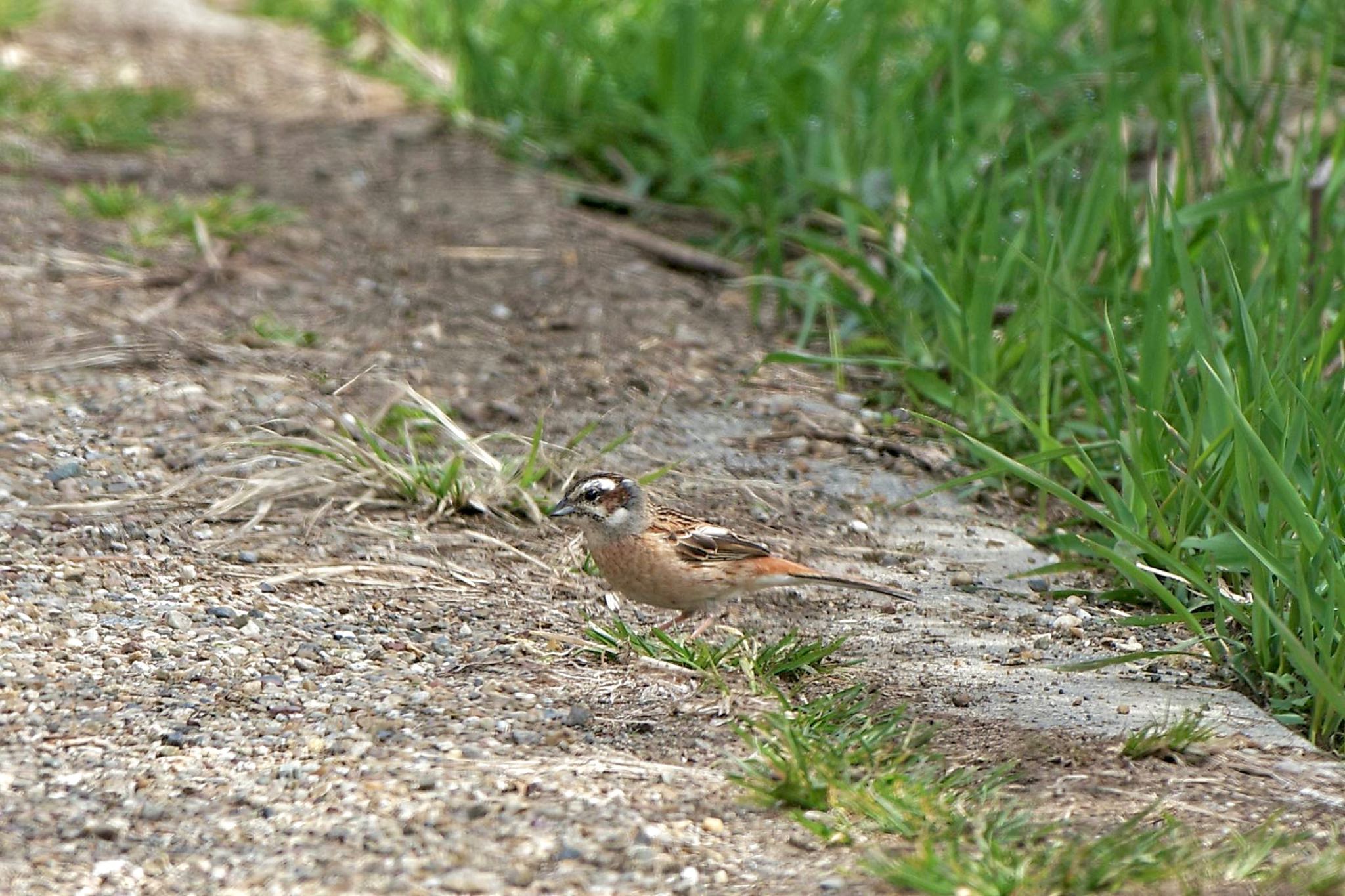 Photo of Meadow Bunting at Lake Kawaguchiko by 關本 英樹