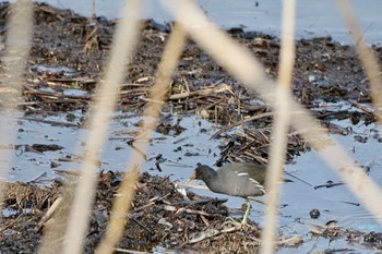 Common Moorhen Lake Kawaguchiko Sat, 4/13/2024