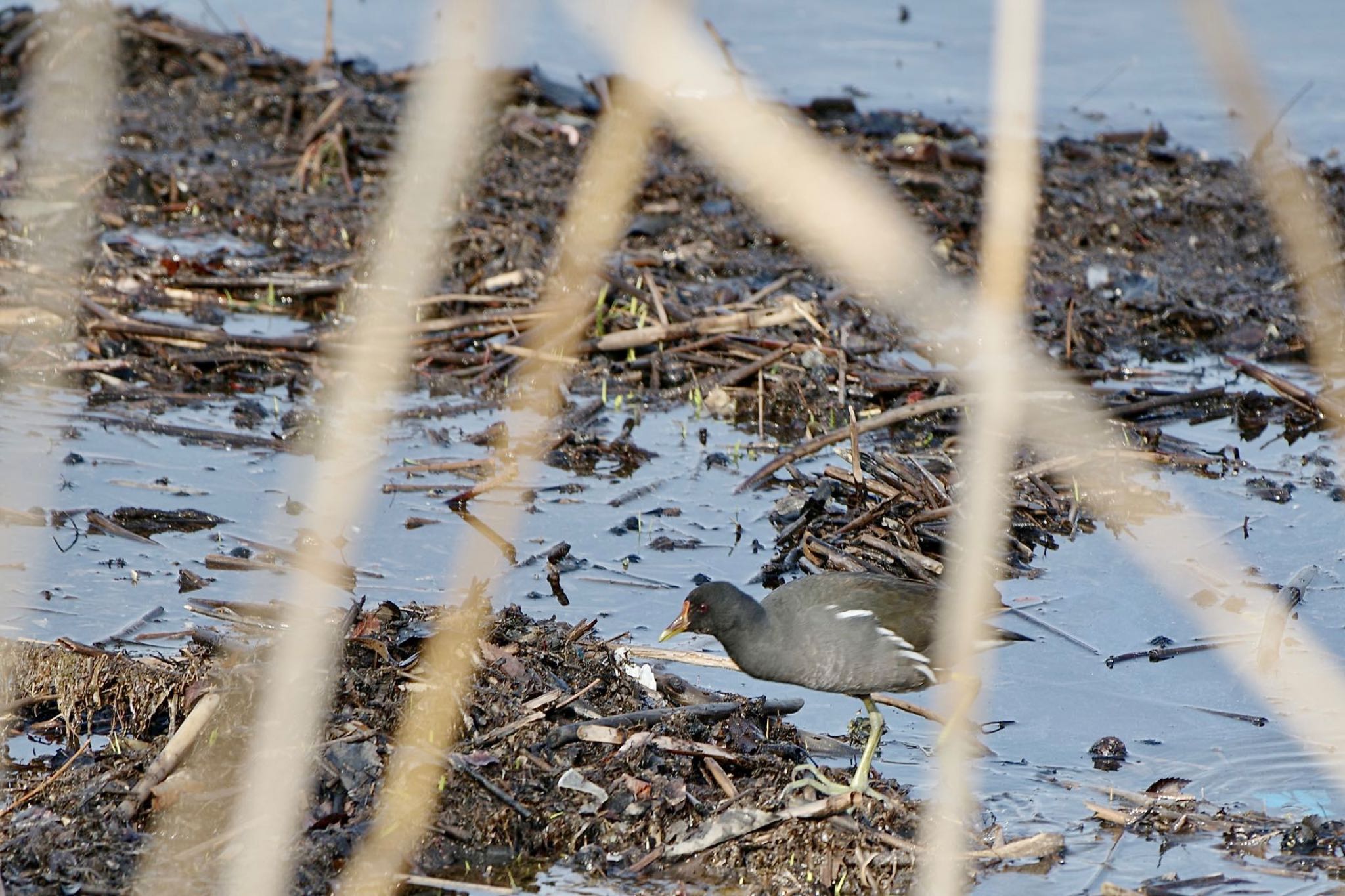 Photo of Common Moorhen at Lake Kawaguchiko by 關本 英樹