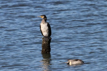 Great Cormorant Unknown Spots Unknown Date