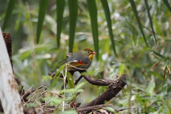 Red-billed Leiothrix 秦野戸川公園 Sun, 4/7/2024