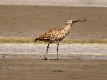 チュウシャクシギ ふなばし三番瀬海浜公園 2024年4月13日(土)