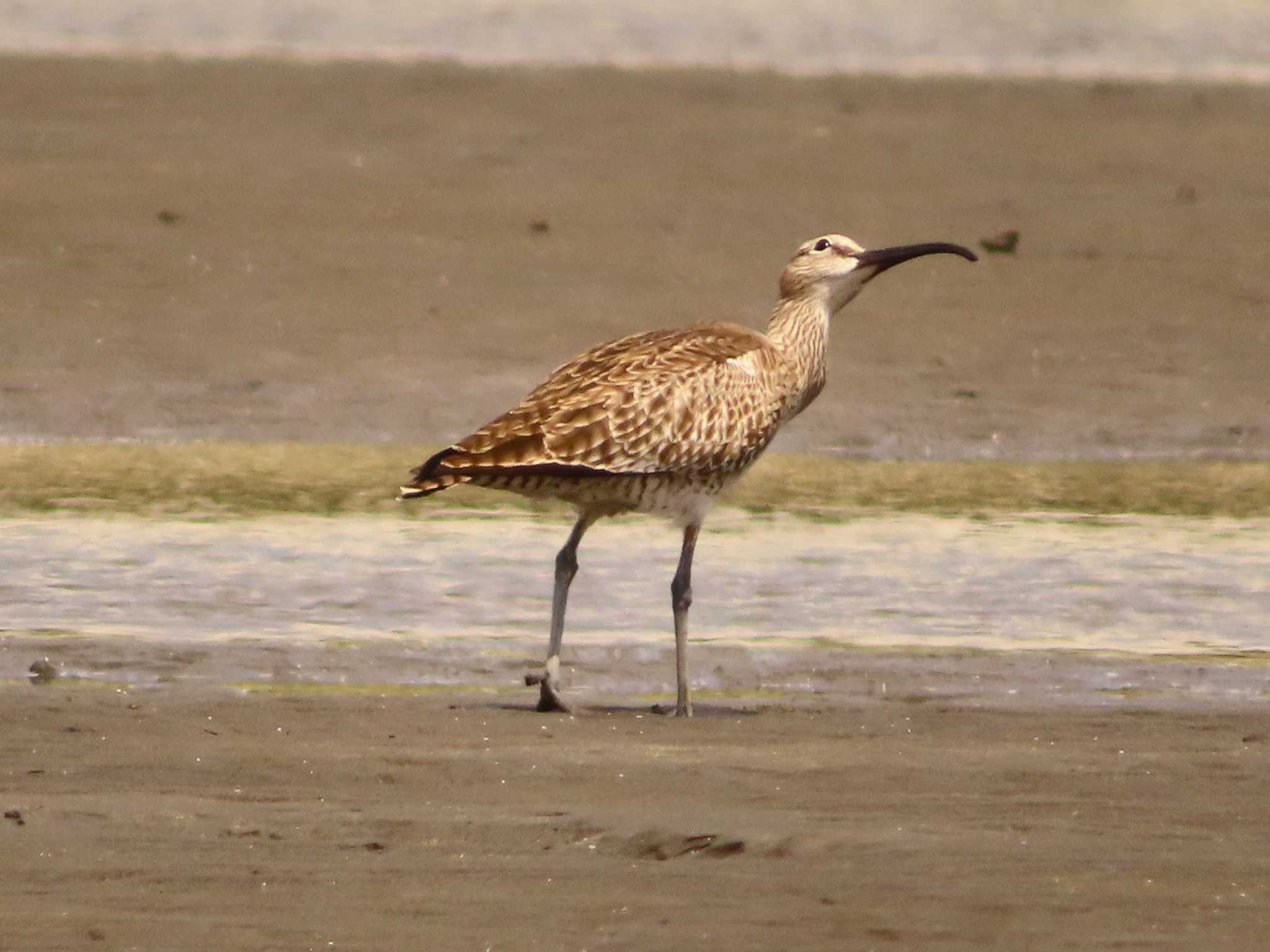 Eurasian Whimbrel