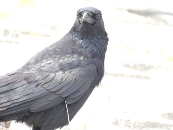 Large-billed Crow Watarase Yusuichi (Wetland) Sat, 4/13/2024